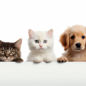 Pet Supplies